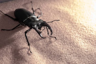 Ukrayna topraklarında yaşayan gergedan böceği