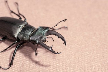 Ukrayna topraklarında yaşayan gergedan böceği