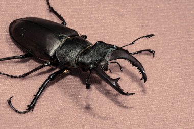 Ukrayna topraklarında yaşayan gergedan böceği