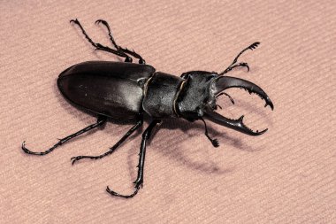 Ukrayna topraklarında yaşayan gergedan böceği