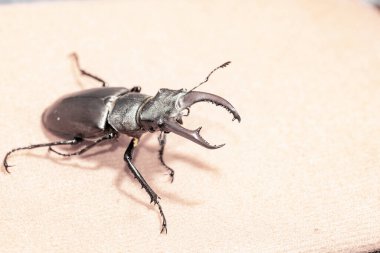 Ukrayna topraklarında yaşayan gergedan böceği