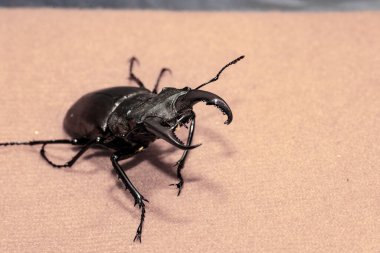 Ukrayna topraklarında yaşayan gergedan böceği