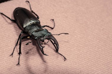 Ukrayna topraklarında yaşayan gergedan böceği