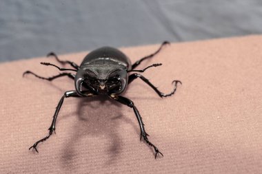 Ukrayna topraklarında yaşayan gergedan böceği