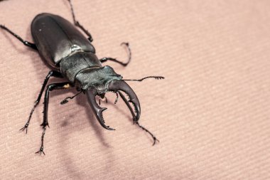 Ukrayna topraklarında yaşayan gergedan böceği