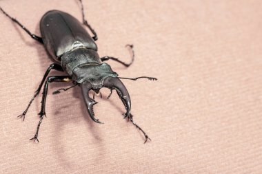 Ukrayna topraklarında yaşayan gergedan böceği