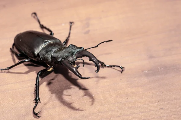 Rhinoceros Beetle Living Territory Ukraine — Stockfoto