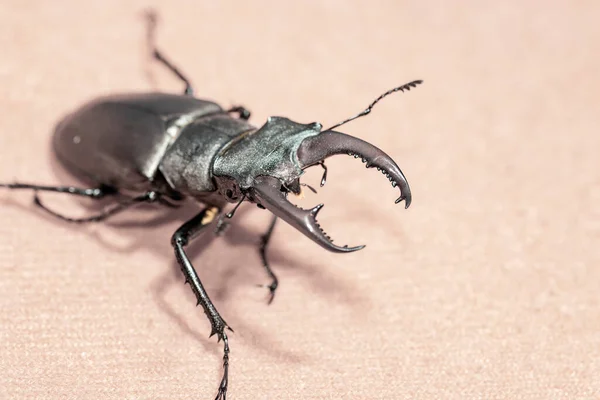 Rhinoceros Beetle Living Territory Ukraine — Stockfoto