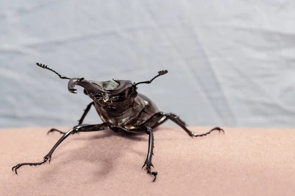 生活在乌克兰境内的犀牛甲虫 — 图库照片