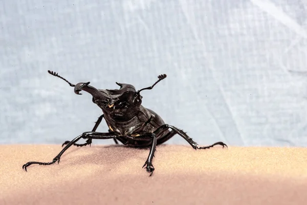 生活在乌克兰境内的犀牛甲虫 — 图库照片