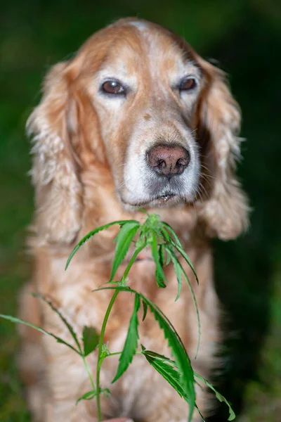 Spaniel Cão Farejando Cannabis — Fotografia de Stock