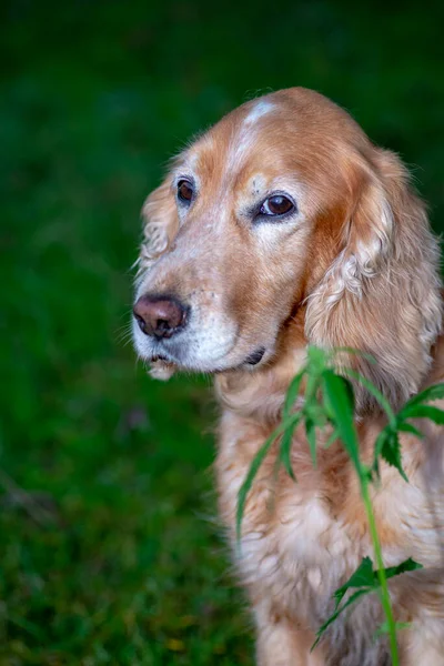 spaniel dog sniffing cannabis