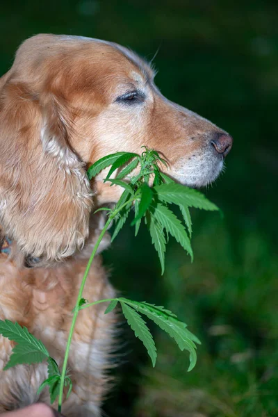 Spaniel Cão Farejando Cannabis — Fotografia de Stock