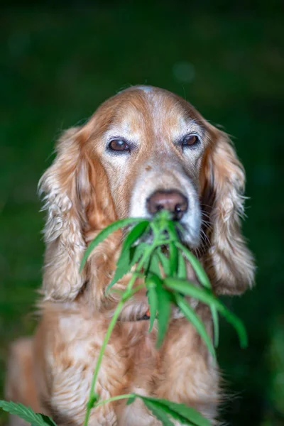 spaniel dog sniffing cannabis