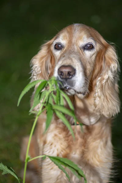 Spaniel Cão Farejando Cannabis — Fotografia de Stock