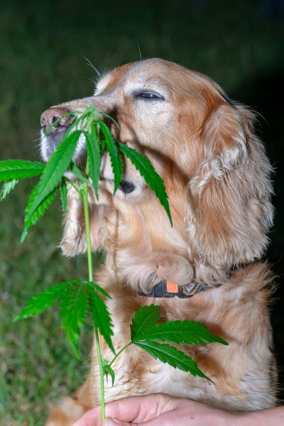 Spaniel Hund Schnüffelt Cannabis — Stockfoto