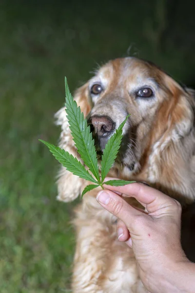 Spaniel Hund Schnüffelt Cannabis — Stockfoto