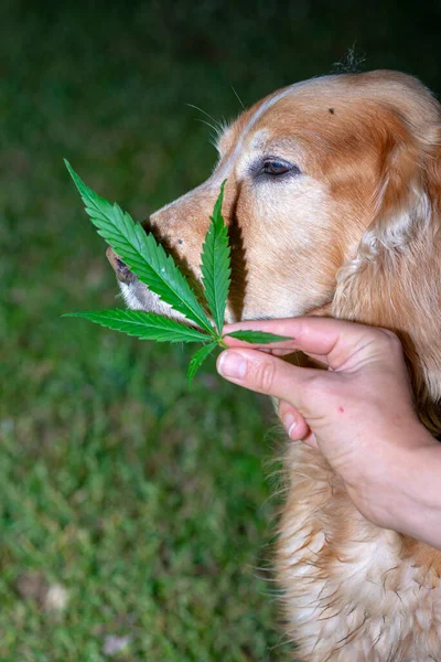 Spanienhund Som Sniffar Cannabis — Stockfoto