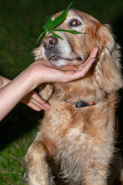 spaniel dog sniffing cannabis