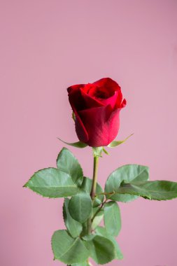 doğal kırmızı gül