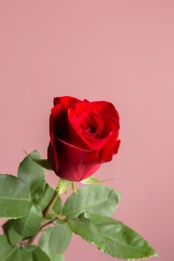 Kırmızı bir gülün makro görüntüsü.