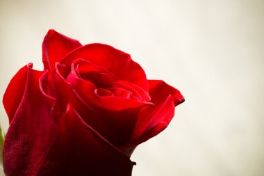 Kırmızı bir gülün makro görüntüsü.