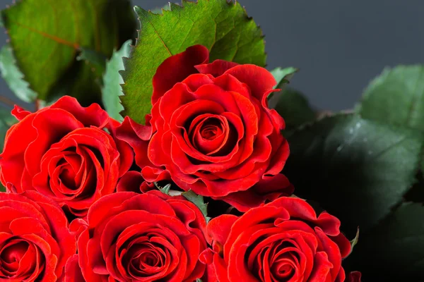赤いバラのクローズアップマクロショット — ストック写真