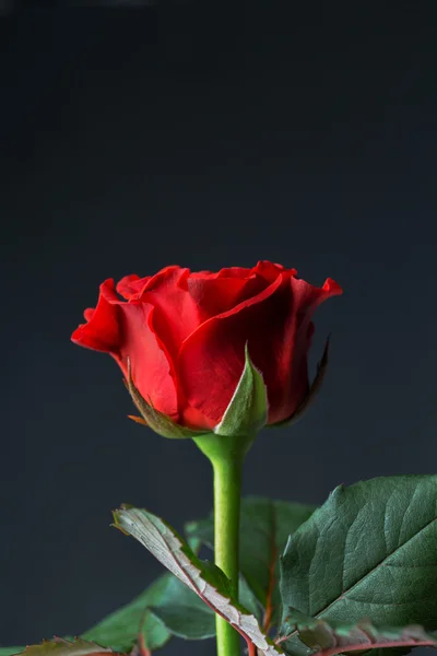 Makroaufnahme einer roten Rose aus nächster Nähe — Stockfoto