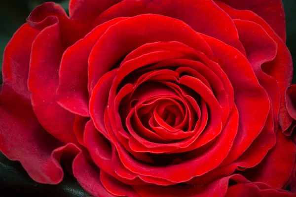 Zblízka makro záběr červené růže — Stock fotografie