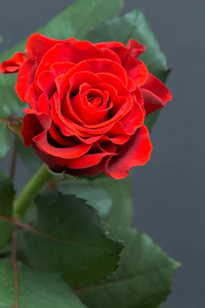 Makroaufnahme einer roten Rose aus nächster Nähe — Stockfoto
