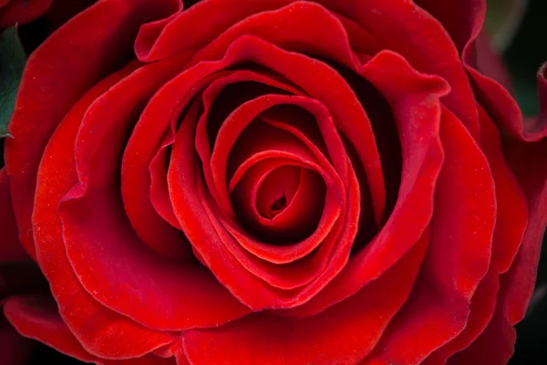 Um tiro macro close-up de uma rosa vermelha — Fotografia de Stock