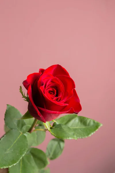 Egy közeli makró felvétel egy vörös rózsáról — Stock Fotó