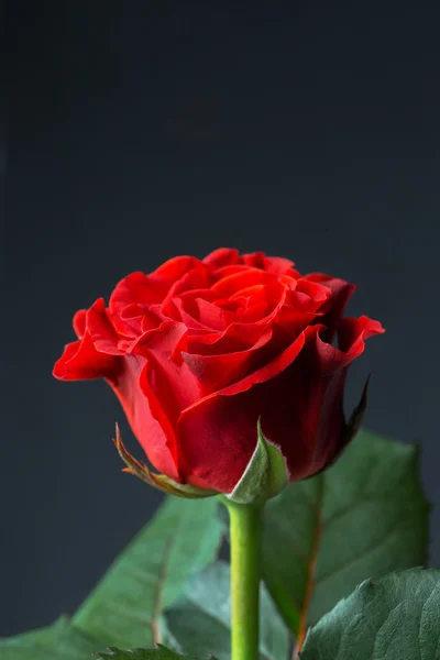 Zblízka makro záběr červené růže — Stock fotografie