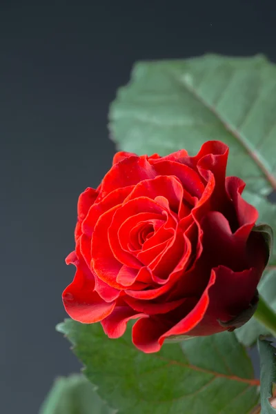 Makroaufnahme einer roten Rose aus nächster Nähe — Stockfoto