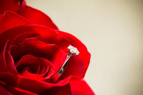 Rose rouge avec une bague avec des bijoux . — Photo