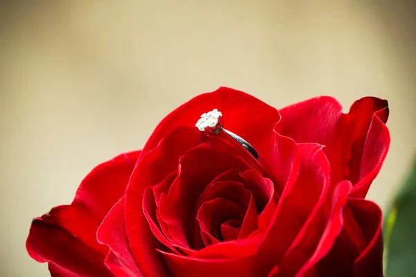 宝石リングと赤いバラ. — ストック写真