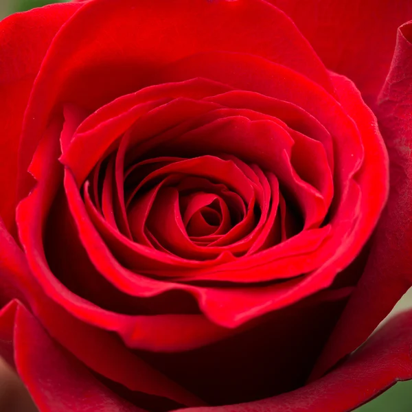 Um tiro macro close-up de uma rosa vermelha — Fotografia de Stock