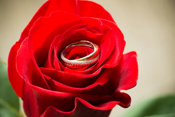 Rosa vermelha com um anel com jóias . — Fotografia de Stock