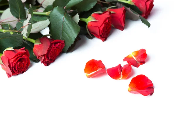 Natural red roses — Stock Photo, Image