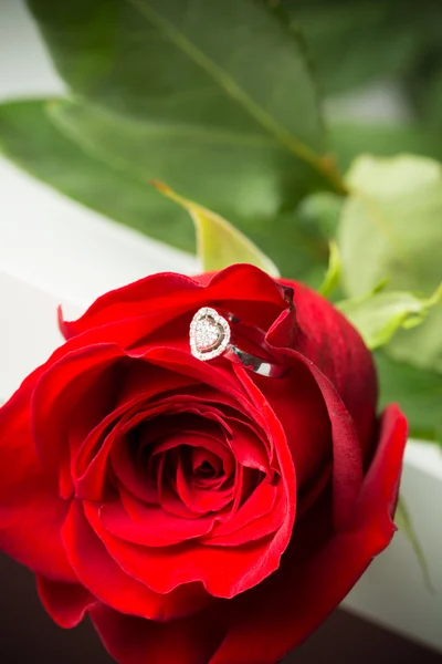 Roses and golden ring — Stock Photo, Image