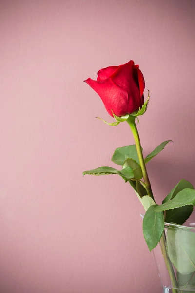 Природних червоних троянд — стокове фото