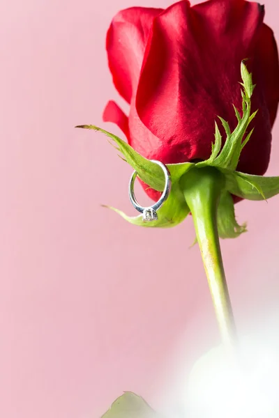 Τριαντάφυλλα και χρυσό δαχτυλίδι — Φωτογραφία Αρχείου