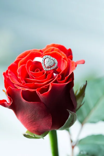 Roses et bague dorée — Photo