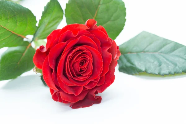 Natürliche rote Rosen — Stockfoto