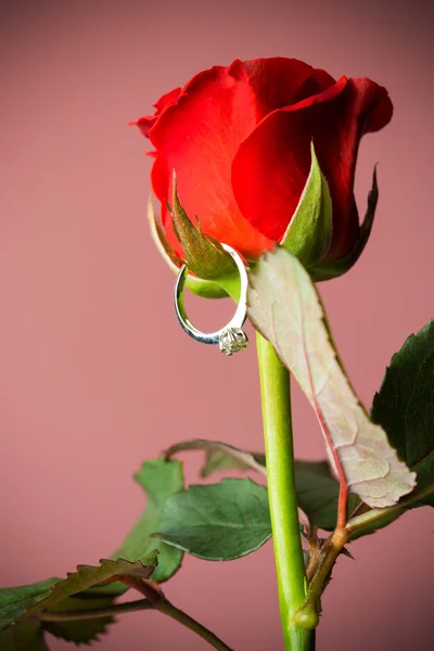 Rosas e anel dourado — Fotografia de Stock
