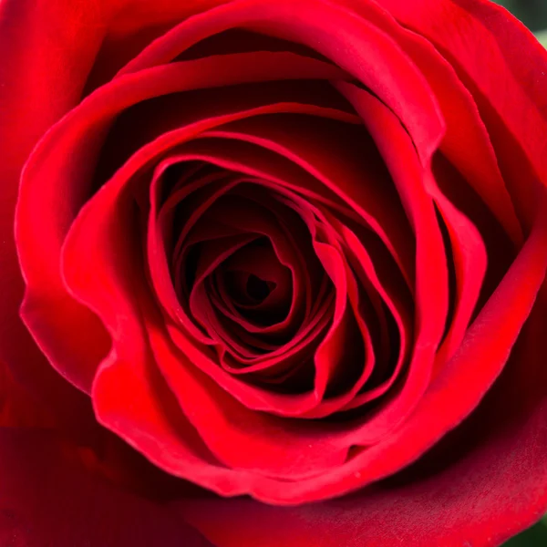Přírodní červené růže — Stock fotografie
