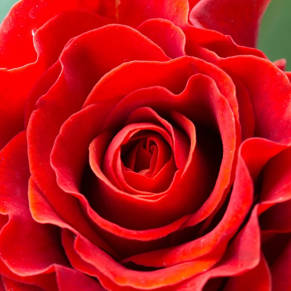 Přírodní červené růže — Stock fotografie