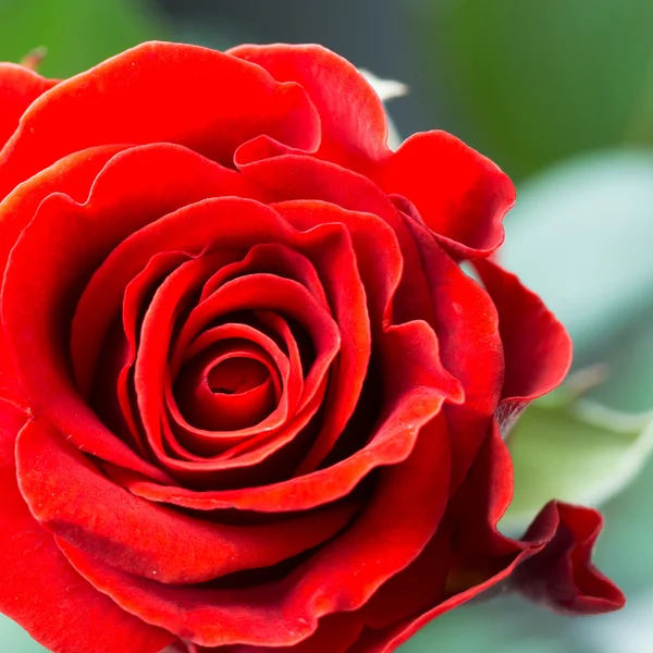 Natürliche rote Rosen — Stockfoto