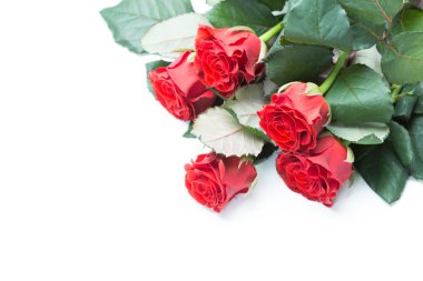 doğal kırmızı gül