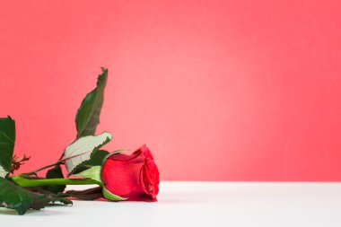 güzel kırmızı gül